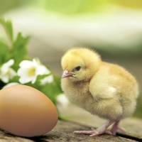 Servietten 24x24 cm - Chicken with egg