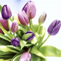 Servietten 33x33 cm - Spring Tulips