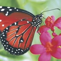 Салфетки 33x33 см - Spring butterfly