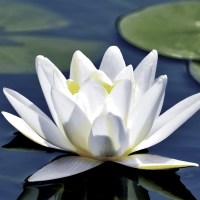 Servietten 33x33 cm - Water lily