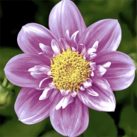 Servetten 24x24 cm - Pink flower