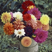 Servietten 33x33 cm - Floral Magic