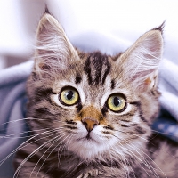 Napkins 33x33 cm - Cute kitten