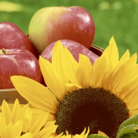 Serviettes 33x33 cm - Sunflower Apples
