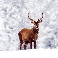 Napkins 33x33 cm - Winter Deer