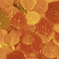 Салфетки 24х24 см - Rainy Leaves