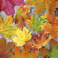 Napkins 33x33 cm - Maple leafs