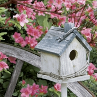Serviettes 33x33 cm - Spring Birdhouse