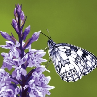 餐巾33x33厘米 - Elegant Butterfly