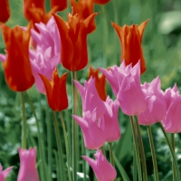 Servietten 33x33 cm - Garden Tulips