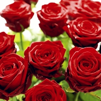 Servetten 33x33 cm - Splendid roses