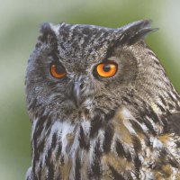 Servietten 33x33 cm - Woodland owl