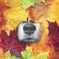 Servietten 33x33 cm - Furry leaf