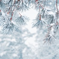 Servietten 33x33 cm - Frosty pine