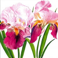 餐巾25x25厘米 - Sweet Iris Napkin 25x25