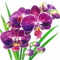 Serviettes 25x25 cm - Orchidea Napkin 25x25