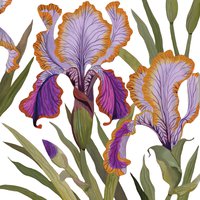 Napkins 33x33 cm - Dominique