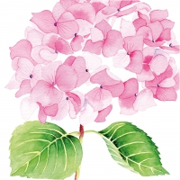 餐巾33x33厘米 - Hydrangea rosé 33x33 cm