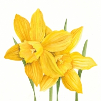 餐巾33x33厘米 - Daffodils 33x33 cm
