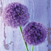 Servietten 33x33 cm - Purple Allium 33x33 cm