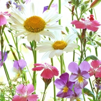Tovaglioli 33x33 cm - Flower Field 33x33 cm