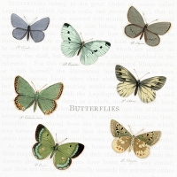 Serviettes 33x33 cm - Butterflies