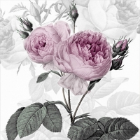 Serviettes 33x33 cm - Purple Vintage Rose