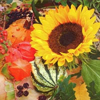 Serviettes 24x24 cm - Sunflower Bloom