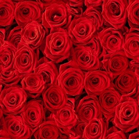 餐巾24x24厘米 - Beaucoup de Roses