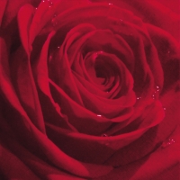 Servietten 24x24 cm - Belle Rose du Matin red