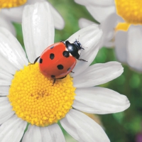 Servietten 24x24 cm - Ladybug on Daisy