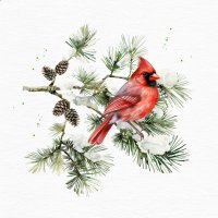 餐巾33x33厘米 - Cardinal Bird on Fir Branch