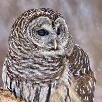 Serviettes 33x33 cm - Barred Pattern Owl