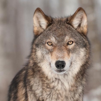 Napkins 33x33 cm - Grey Wolf