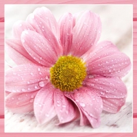 Servietten 33x33 cm - Candy Pink Flowers