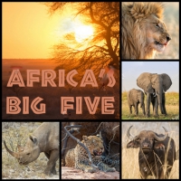 Tovaglioli 33x33 cm - Africas Big Five