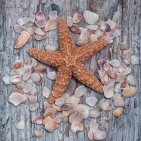 Tovaglioli 33x33 cm - Seashells on Weathered Wood