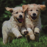 Napkins 33x33 cm - Happy Puppies