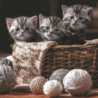 Serviettes 33x33 cm - Striped Kittens