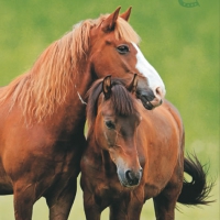 Serviettes 33x33 cm - Two Horses