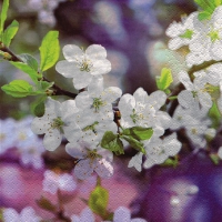 Servilletas 33x33 cm - Blossoming Cherry Branch