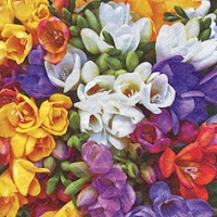 Napkins 33x33 cm - Variety of Freesias