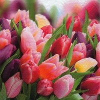 Napkins 33x33 cm - Pink & Violet Tulips