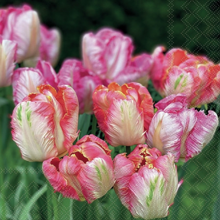 Servilletas 25x25 cm - Parrot Tulips 