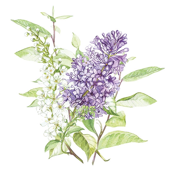 Guardanapos 33x33 cm - Lilac White
