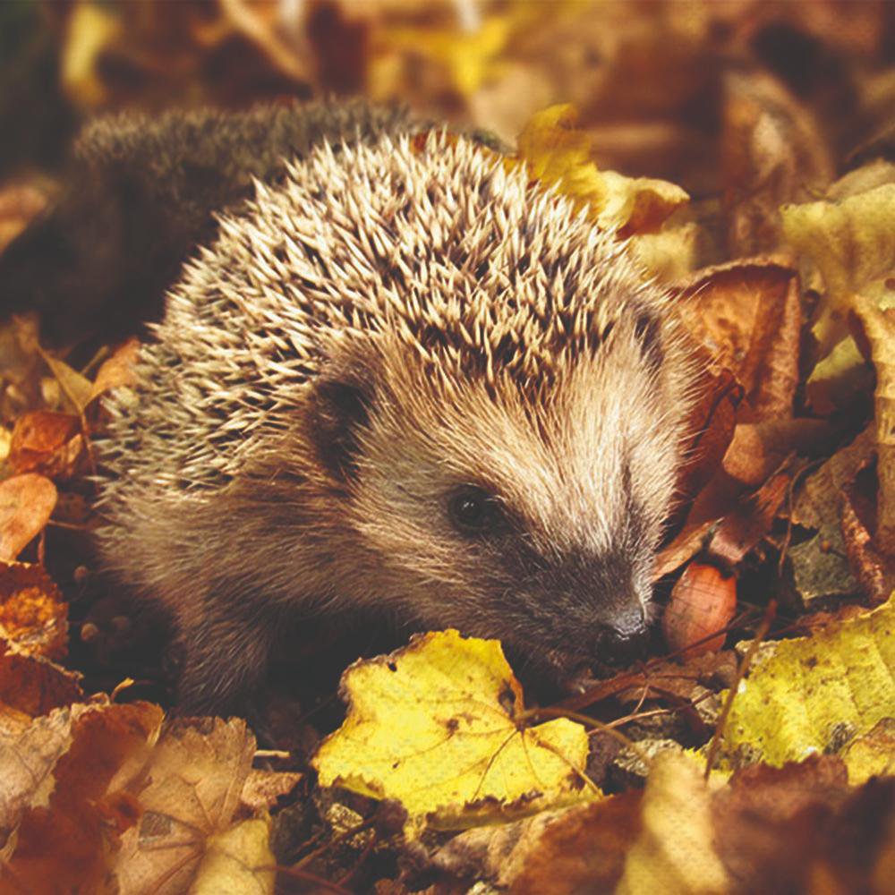 Napkins 33x33 cm - Hedgehog in the wild