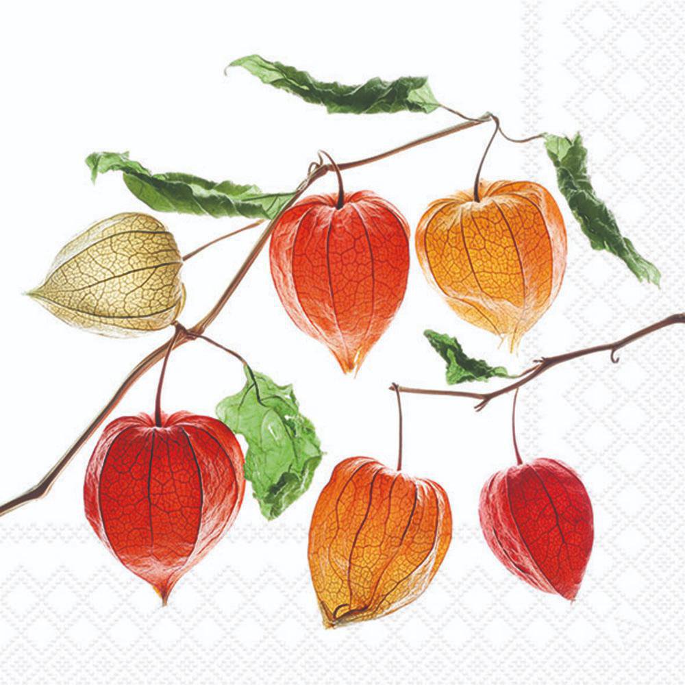 Servietten 33x33 cm - Lampion flower