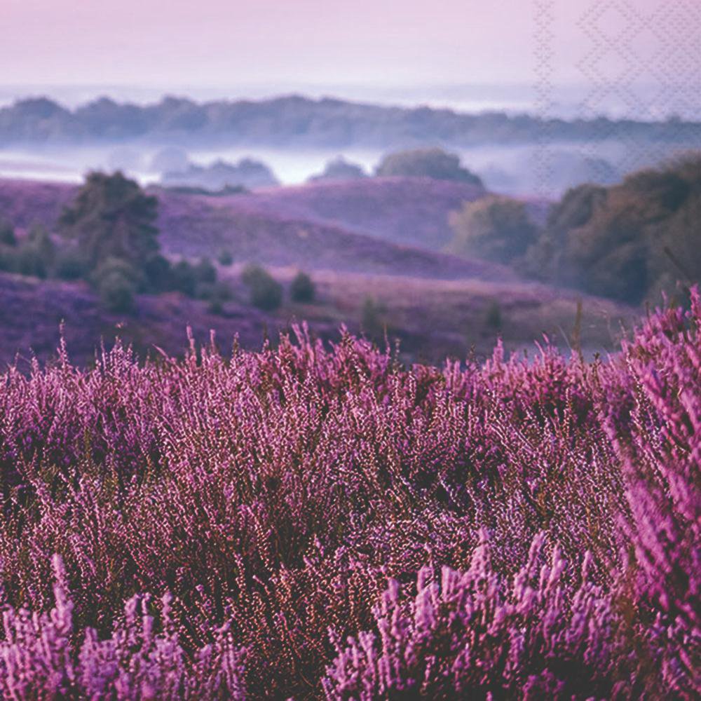Napkins 33x33 cm - Heather moorlands, Provence,  Heather,  Landscape,  Flowers,  France,  Countries