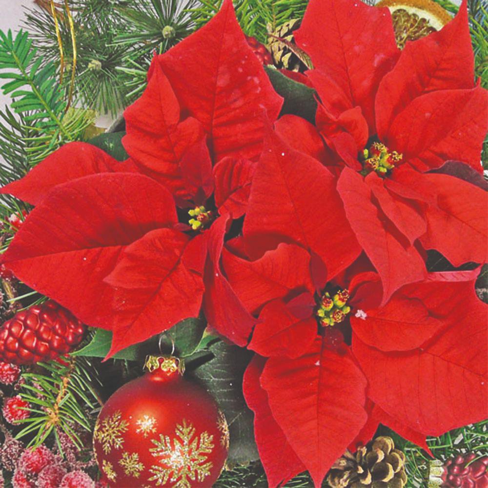 Servietten 33x33 cm - Red Poinsettia , Weihnachtsstern, Baumschmuck, Kugeln Servietten 33x33 cm - Red Poinsettia