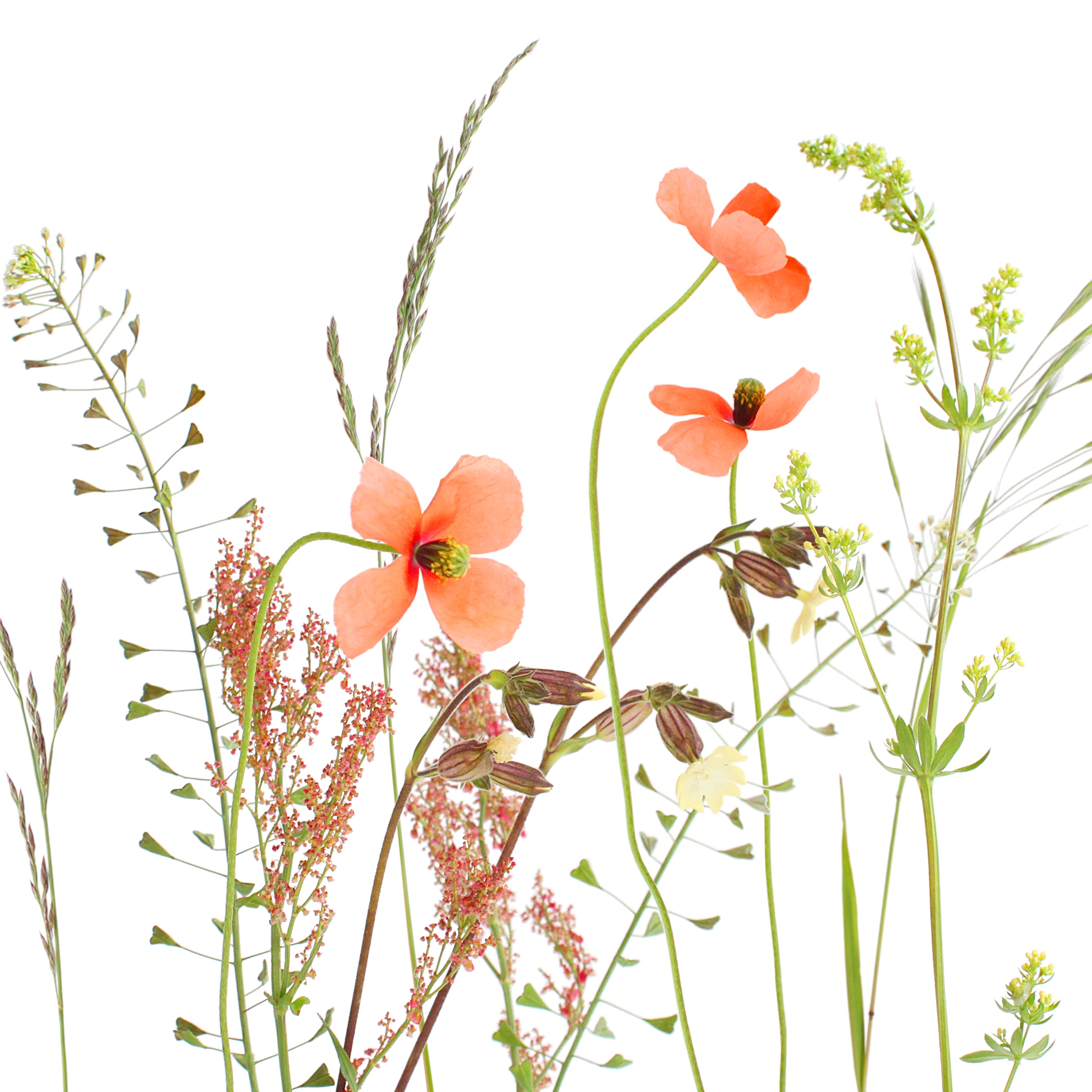 Servilletas 33x33 cm Atelier -  Wiesenblumen, Céspedes,  Pradera,  Primavera,  Verano,  Semillas de amapola,  Plantas,  Primavera,  Flores